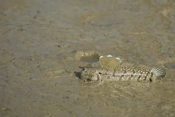 Retrato de un patrón de barro manchado azul — Foto de Stock