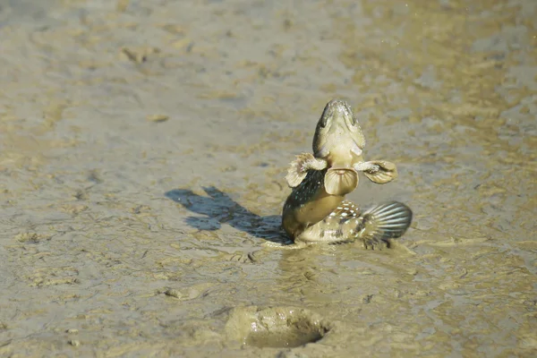 Bir mavi benekli çamur Kaptan portresi