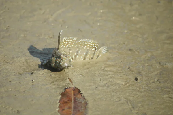 Retrato de un patrón de barro manchado azul — Foto de Stock