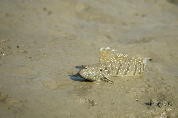 Retrato de un patrón de barro manchado azul — Foto de Stock