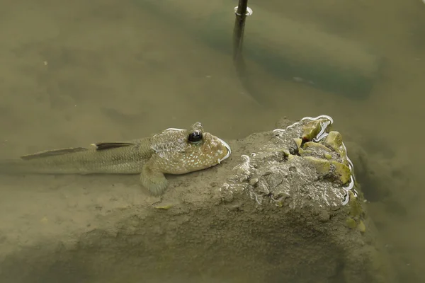 Portrait of a Giant Mud Skipper Royalty Free Stock Photos