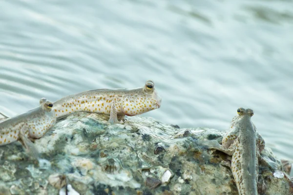 A Gold Spotted Mud Skipper — Fotografie, imagine de stoc