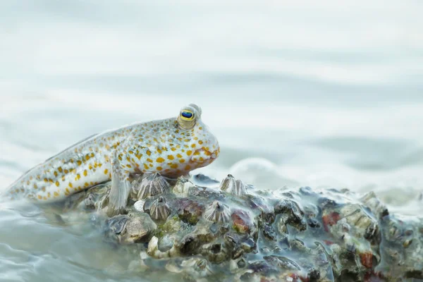 A Gold Spotted Mud Skipper — Stock Photo, Image