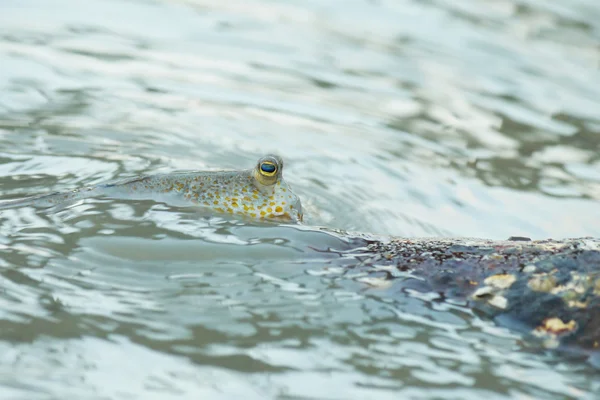 Ein goldgefleckter Schlammskipper — Stockfoto