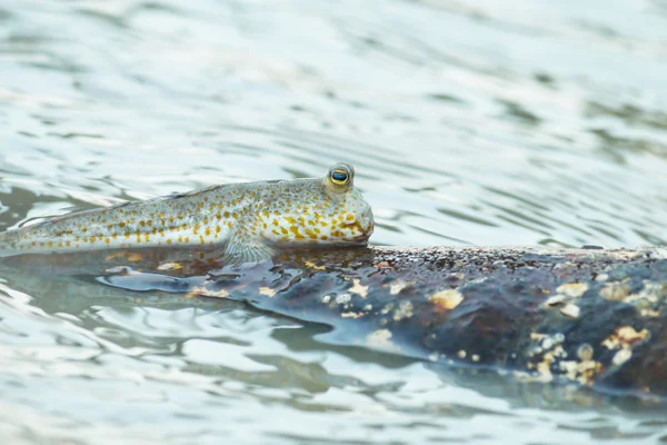 Ein goldgefleckter Schlammskipper — Stockfoto