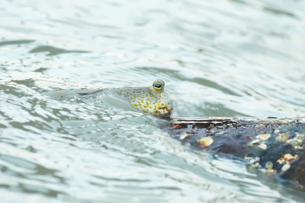 Ein goldgefleckter Schlammskipper — Stockfoto