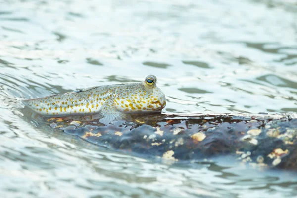 Een goud gevlekte modder schipper — Stockfoto