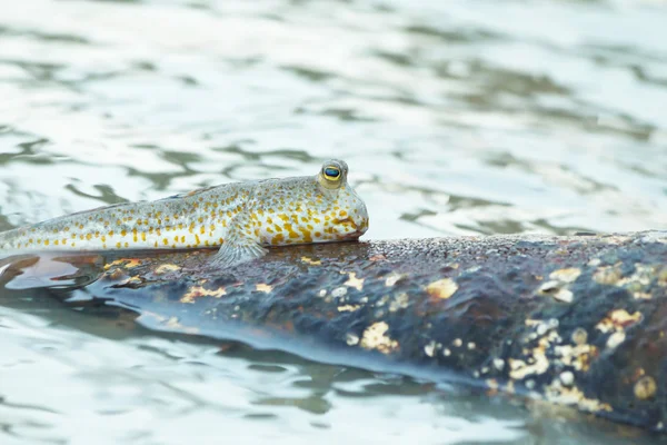 A Gold Spotted Mud Skipper — Stock Photo, Image