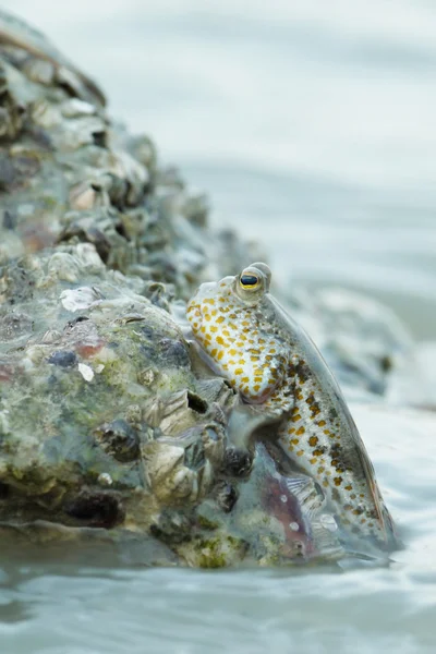 Bir altın benekli çamur Kaptan