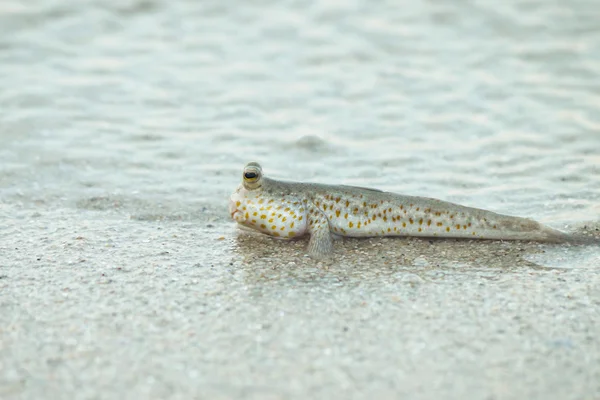 A Gold Spotted Mud Skipper — Stock Photo, Image