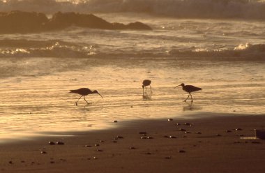 Gün batımında sahilde üç kıvrım besleniyor. Tres zarapitos alimentandoz on la playa al atardecer.