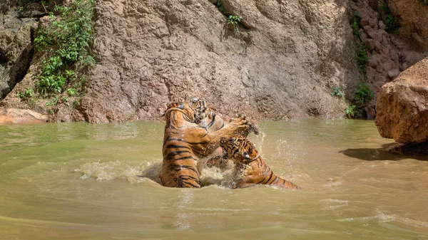 Tigres del monasterio — Foto de Stock