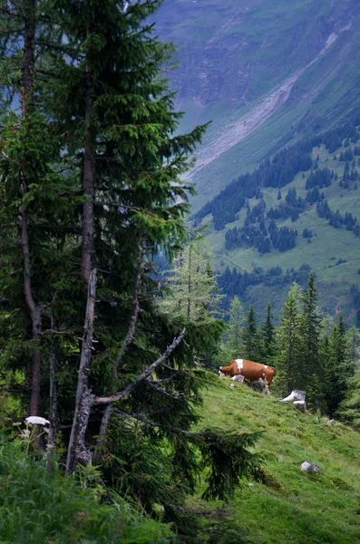 Alpina skönhet — Stockfoto