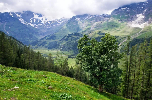 Alpen — Stok Foto