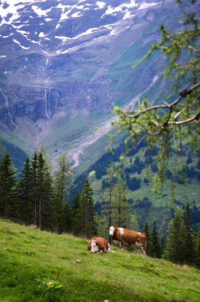 Alpine beauty — Stock Photo, Image