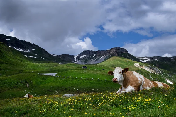 Beleza alpina — Fotografia de Stock