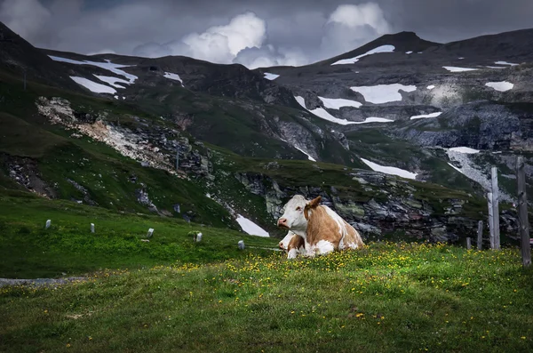 Alpine kecantikan — Stok Foto