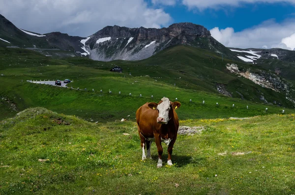 Alpine kecantikan — Stok Foto