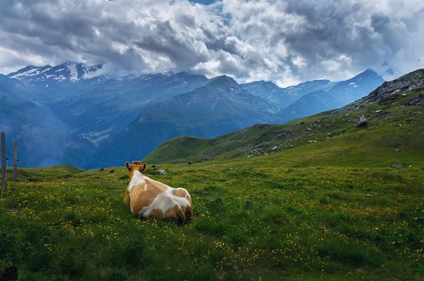 Beauté alpine — Photo