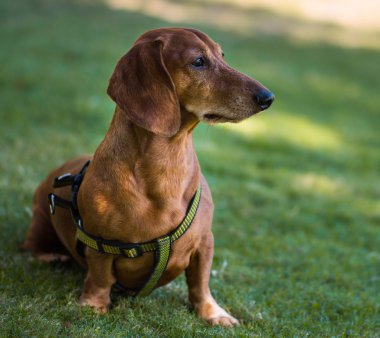 Dachshund