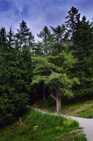 Alpendorf - fustrien — Stockfoto