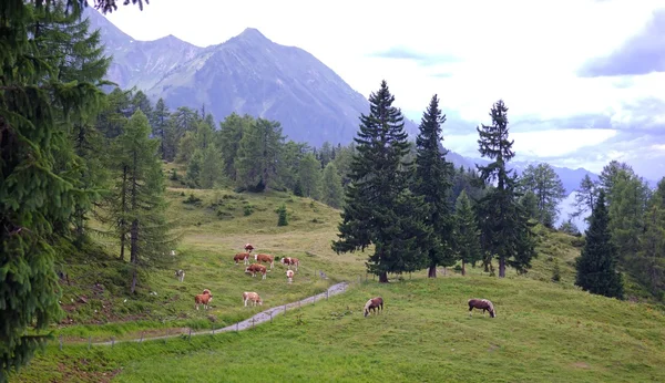 Alpendorf - Österrike — Stockfoto