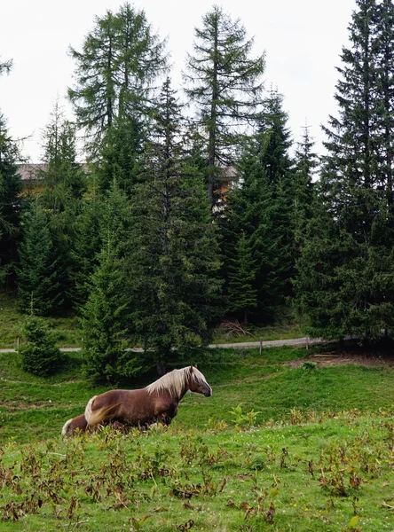 Cavalo em Altendorf — Fotografia de Stock