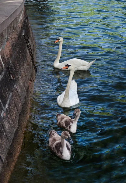 Family of swans