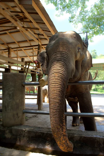 Elefante tailandês — Fotografia de Stock