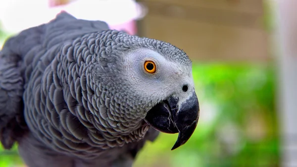 鳥を話すオウム — ストック写真