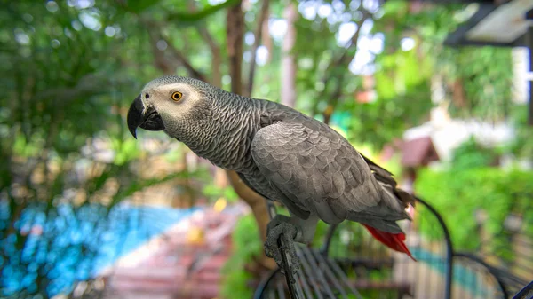 鳥を話すオウム — ストック写真