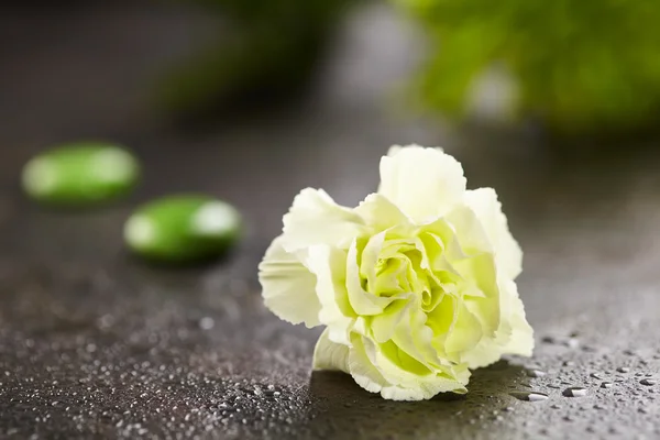 Зелена квітка гвоздики — стокове фото