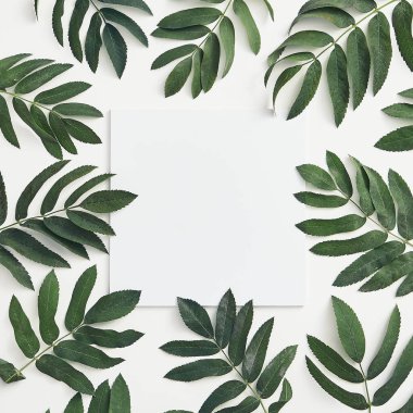 Dallar beyaz arka planda üst görünümü terk eder. Orman sorbusu yeşil dallar düz yerde yatıyor. Sonbahar botanik konsepti. Ağaç dalları bileşimi. Botanik sosyal medya paylaşımı, arkaplan, duvar kağıdı tasarımı