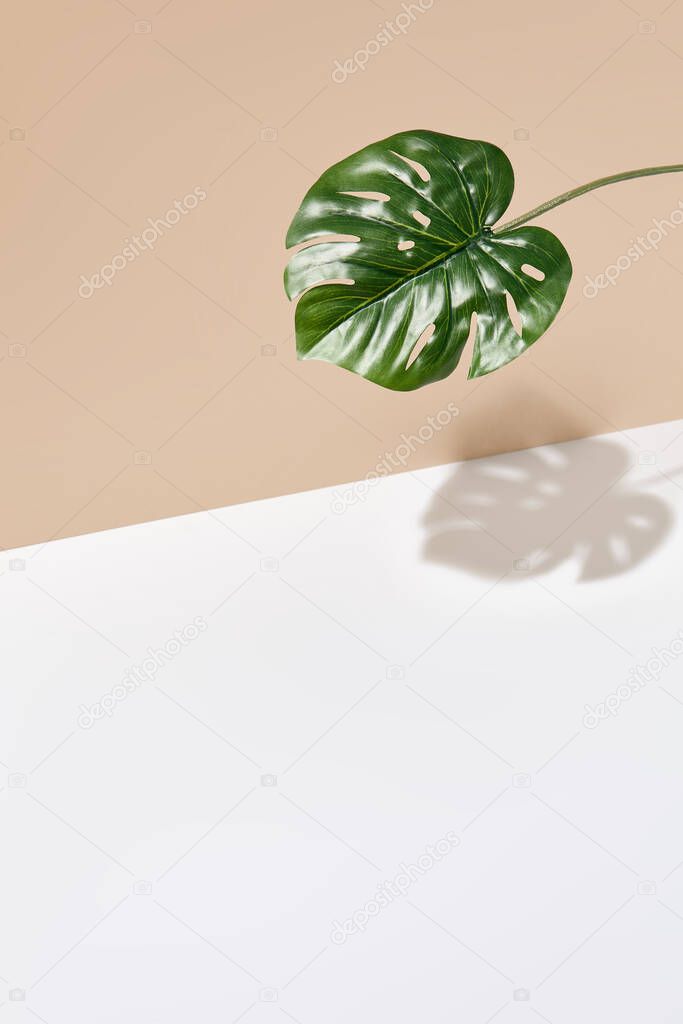 Side view green tropical palm leaf. Still life with sunlight and harsh shadow. White empty table and beige wall. Minimal summer concept with monstera palm leaf and shadow. Beige wall background