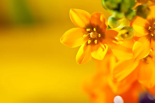 Оранжеві квіти — стокове фото