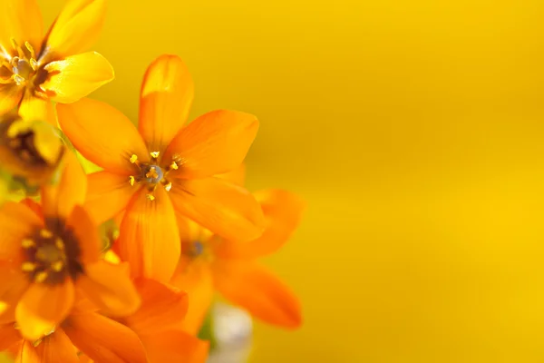 Orange Flowers — Stock Photo, Image