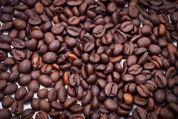 Coffee Seed — Stock Photo, Image