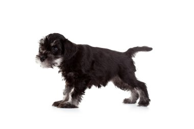 Schnauzer köpek yavrusu