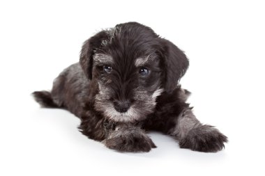 Schnauzer köpek yavrusu