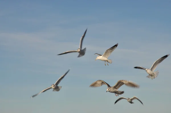 Ptáci v pohybu — Stock fotografie