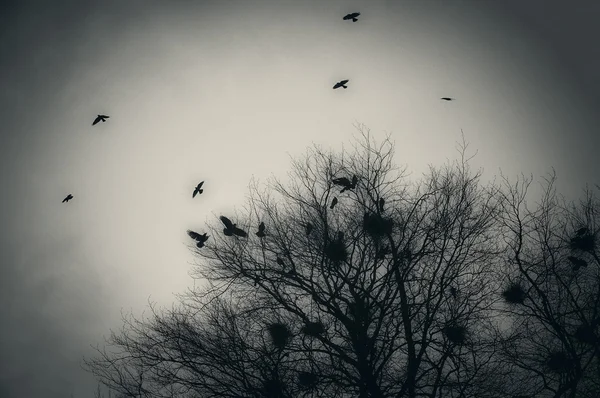 Crows in black and white — Stock Photo, Image