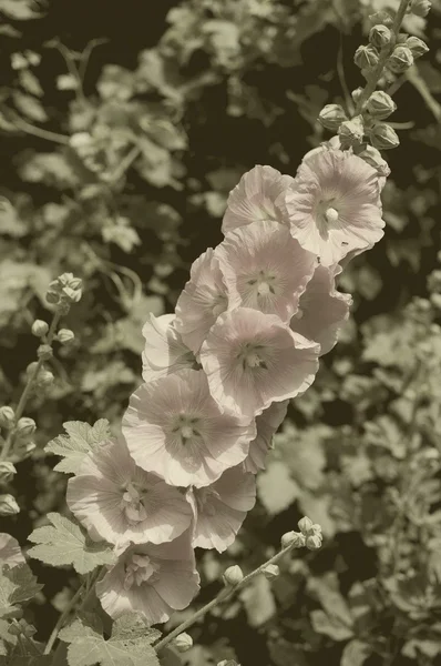 Vintage Hollyhock closeup — Stockfoto