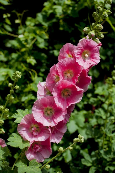 Hollyhock in rosa — Foto Stock