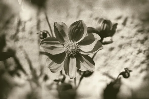 Artistieke sepia bloem — Stockfoto