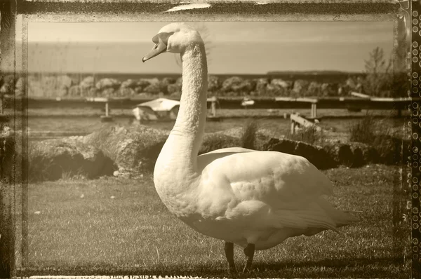 Swan w grunge — Zdjęcie stockowe