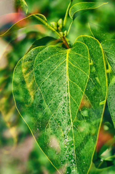 Water drops on leaf — Stock Photo, Image