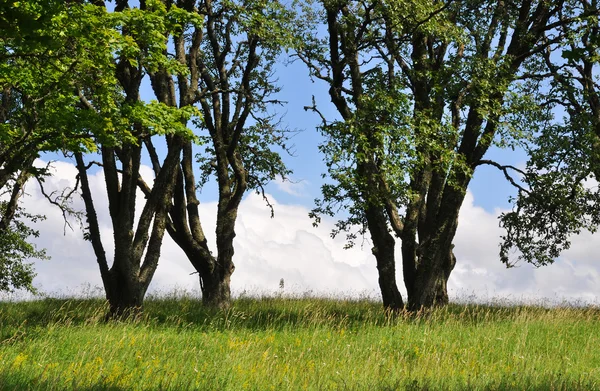 Ağaçlar agains mavi gökyüzü — Stok fotoğraf