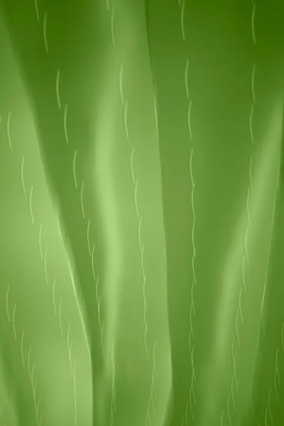 Closeup Tulipas Abstratas Verde — Fotografia de Stock