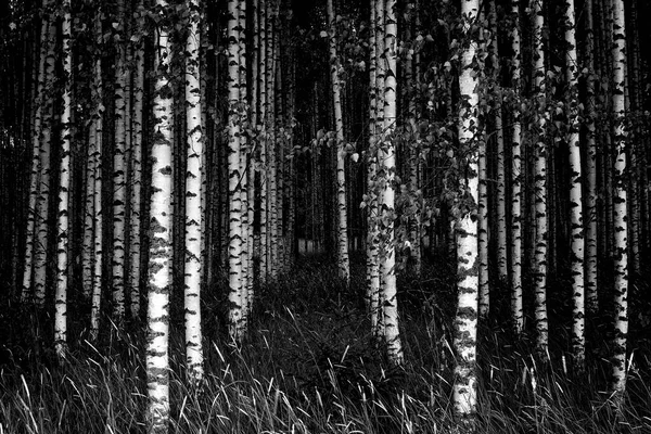 Genç Huş Ağaçları Karanlık Ormanda Bir Arada Duruyorlar — Stok fotoğraf