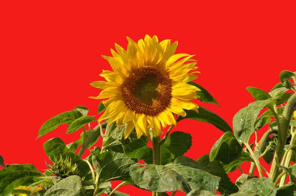 Sonnenblume auf Rot — Stockfoto